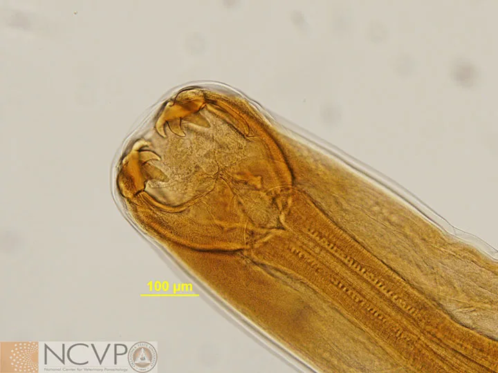 selected slide image