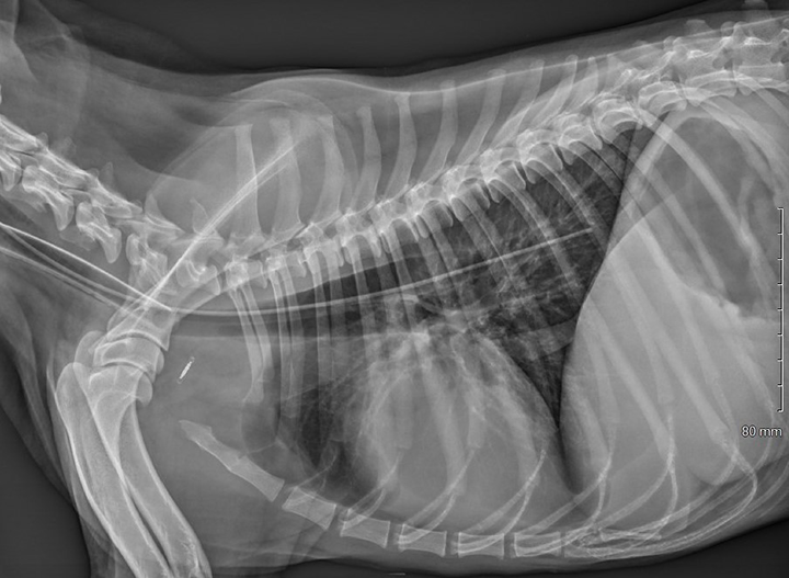 Assisted Enteral Feeding in Dogs with ProteinLosing Enteropathy