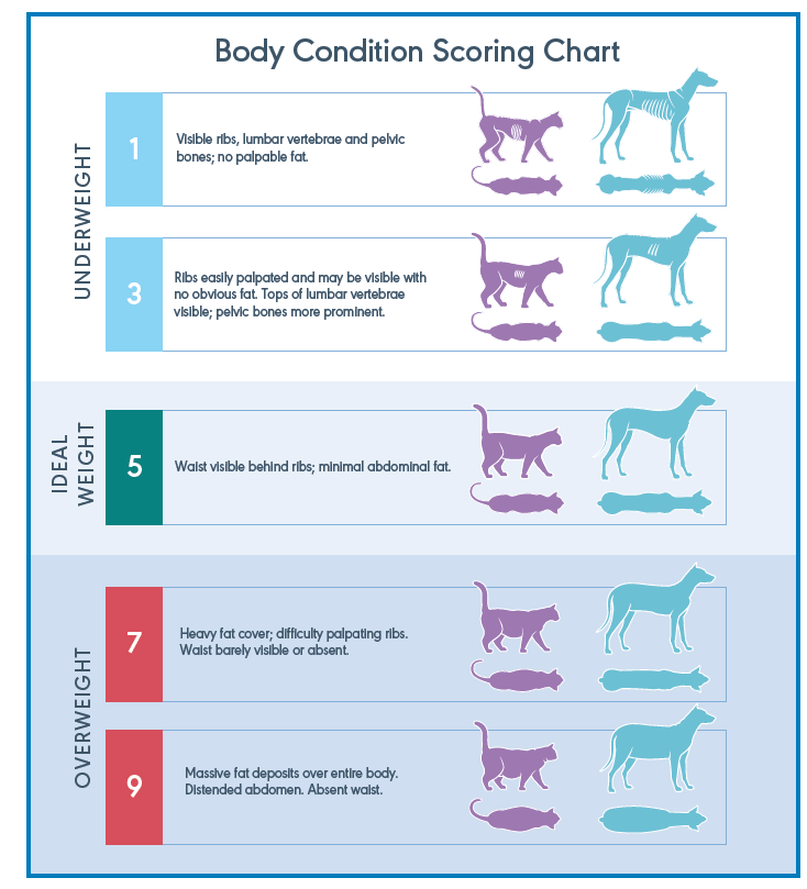 Age Is Not a Disease: Keeping Senior Pets Healthy with Nutrition ...