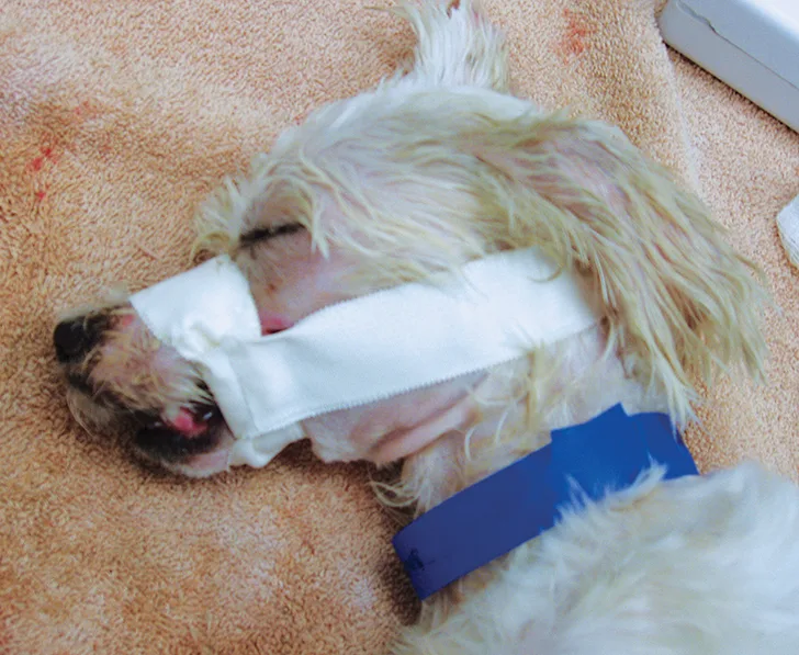 Sleeping dog in lateral recumbency on towel with white tape circling muzzle and extending around back of head.