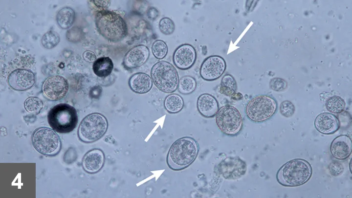 A microscopic image showing oval-shaped parasite eggs.