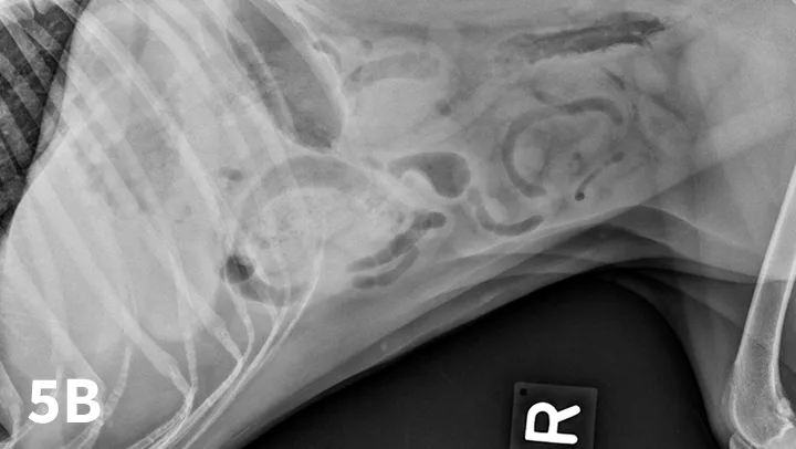Figure 5A depicts a left lateral abdominal radiograph of a dog with a pyloric foreign body. Figure 5B depicts a right lateral abdominal radiograph of a dog with a pyloric foreign body.