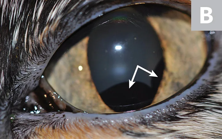 A close-up image of cat eye with arrows pointing to round dark structures seen through the pupil.