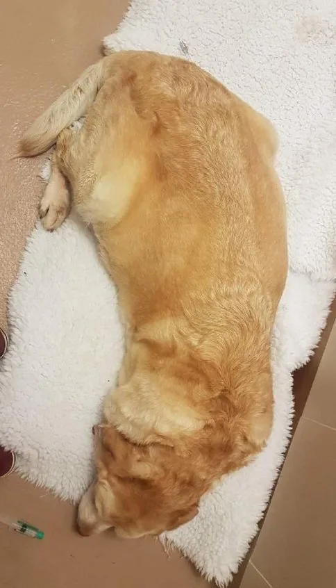 Overhead view of a relaxed dog laying on a dog bed.