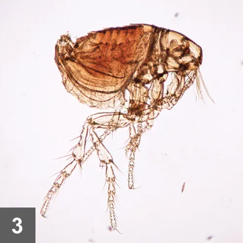 A microscopic image of a flea.