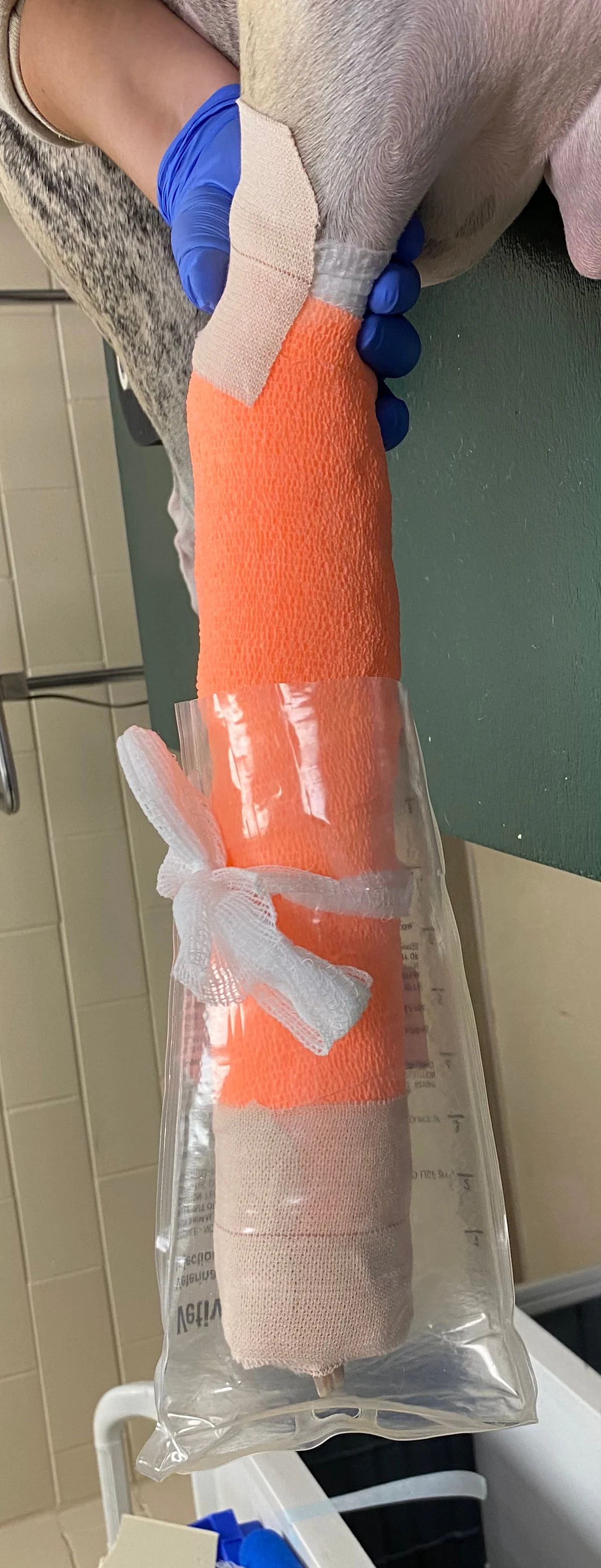 Two examples of waterproof covers placed over bandaged forelimb of a dog.
