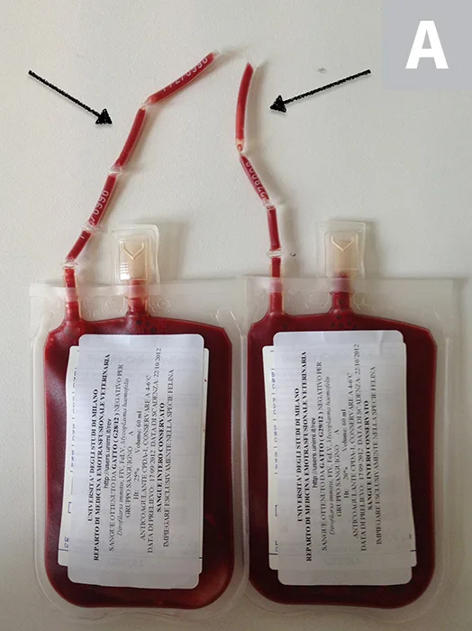 Figure A shows 2 units of whole blood. Figure B shows 2 slides and 4 tubes of RBC and plasma samples used for major and minor crossmatching. 
