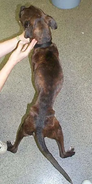 Top view of an emaciated dog.