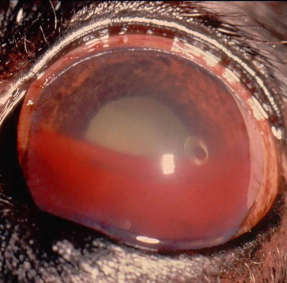 Close-up eye of dog with thick red fluid seen encompassing ventral half of anterior chamber.
