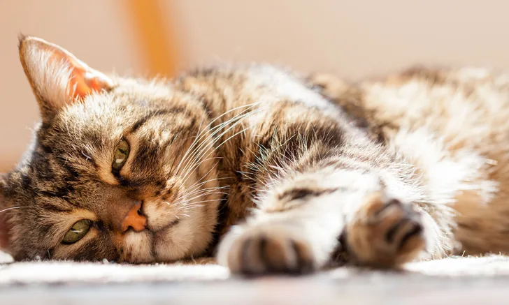 Cat resting with the sun shining down on it.
