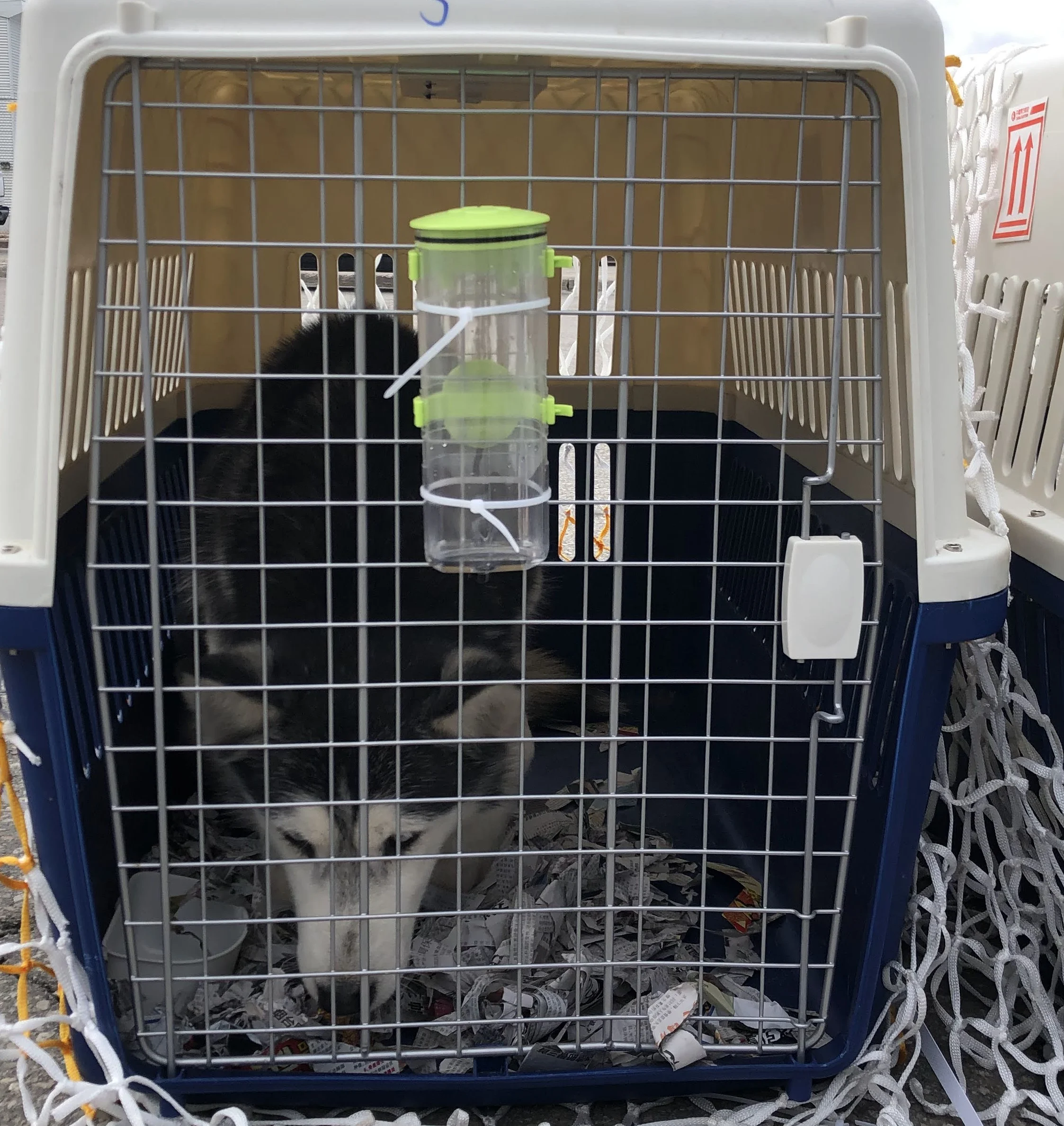 A Siberian husky in a travel carrier.