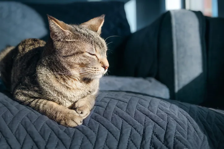 A thin, multicolored cat laying on an indoor blue couch in the sun with its eyes closed.