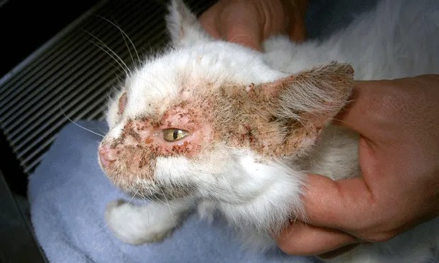Cat with crusting on the face.