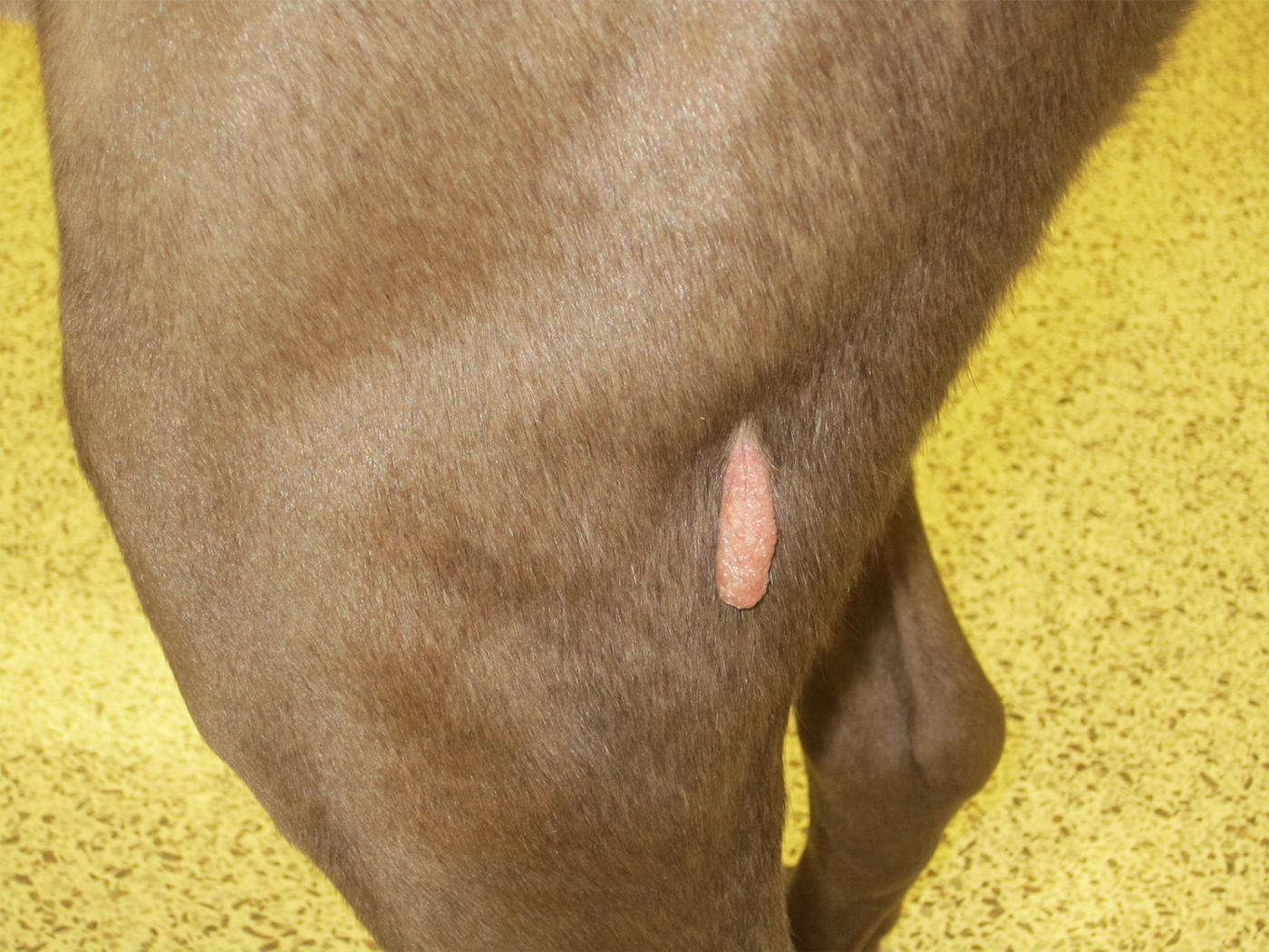 Common Skin Masses in Dogs Cats Clinician s Brief