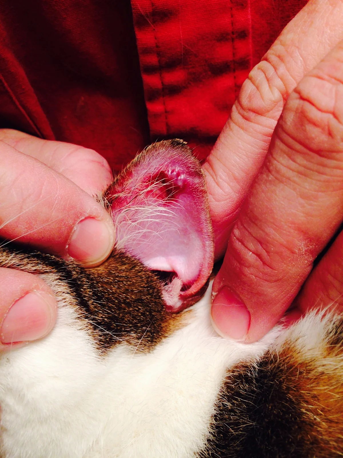 A cats ear showing irritation at the tip.