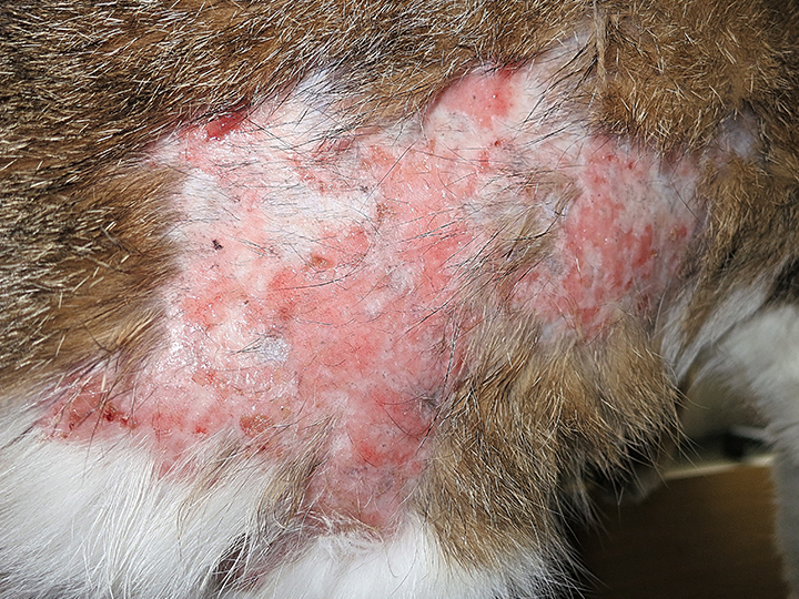 Image Gallery Eosinophilic Granuloma Complex Lesions In Cats