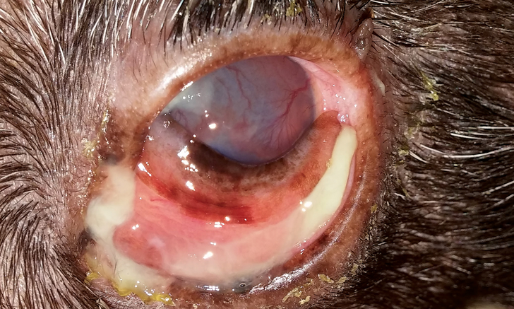 Conjunctivitis in dog treatment sale