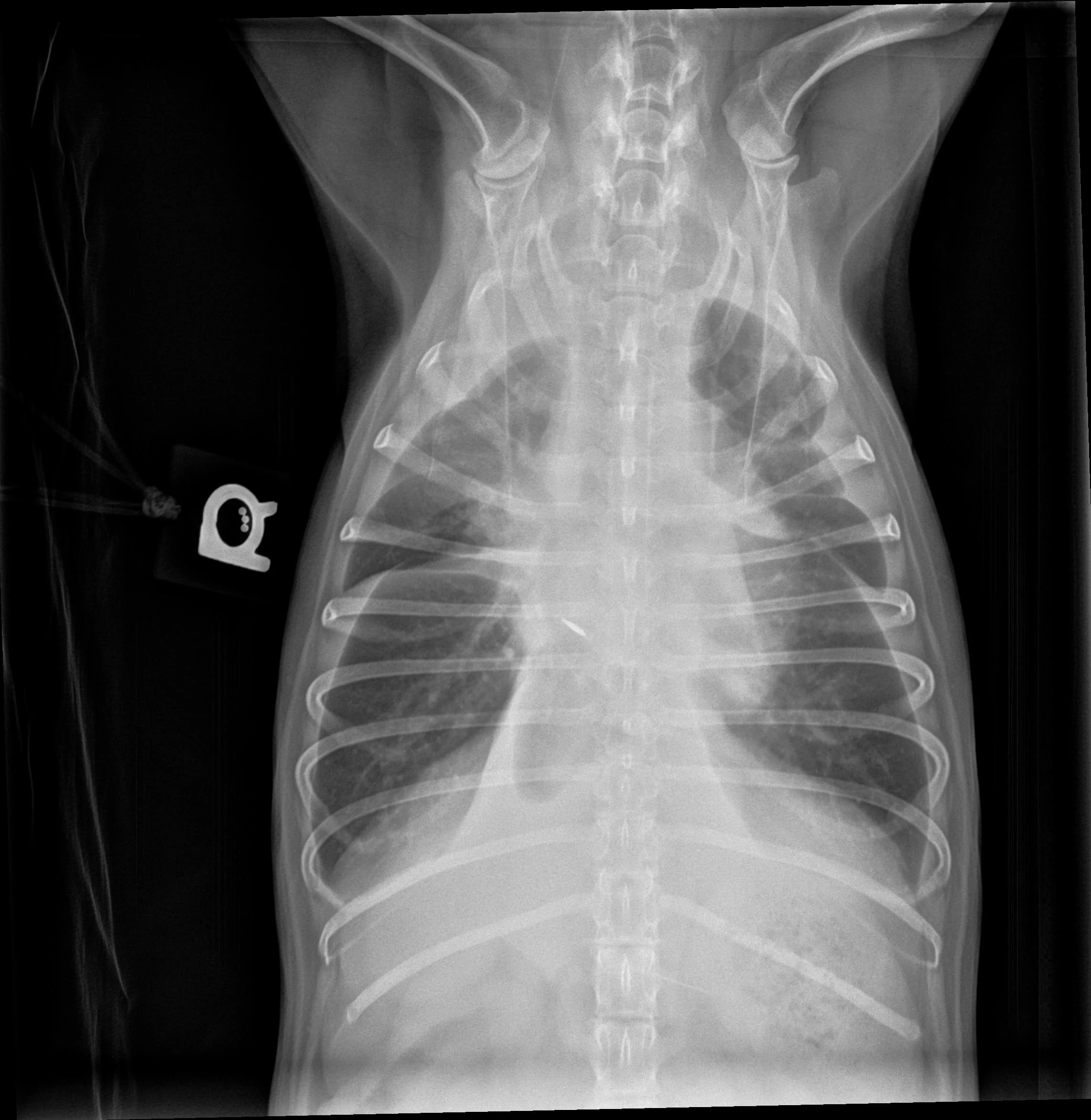VD thoracic x-ray of dog with pleural effusion outlining gas-filled lungs.