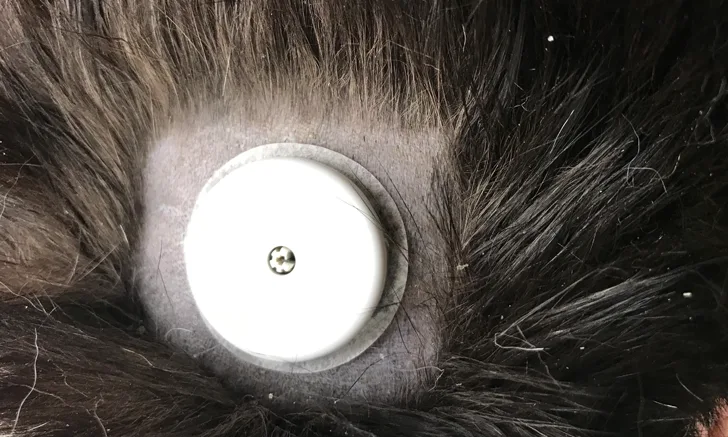 A round interstitial glucose monitoring device attached to the shaved skin of an animal.