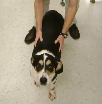 Top and side views of a veterinarian with hands held on both sides of a dog.