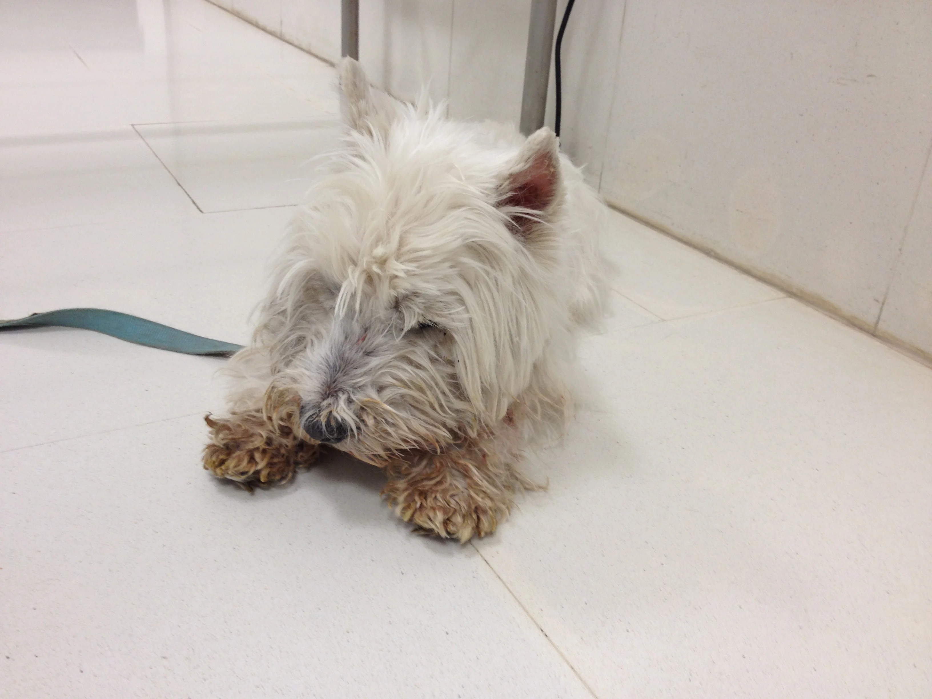 Salivary staining on a dog with canine atopic dermatitis