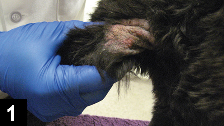 mild sarcoptic mange in dogs