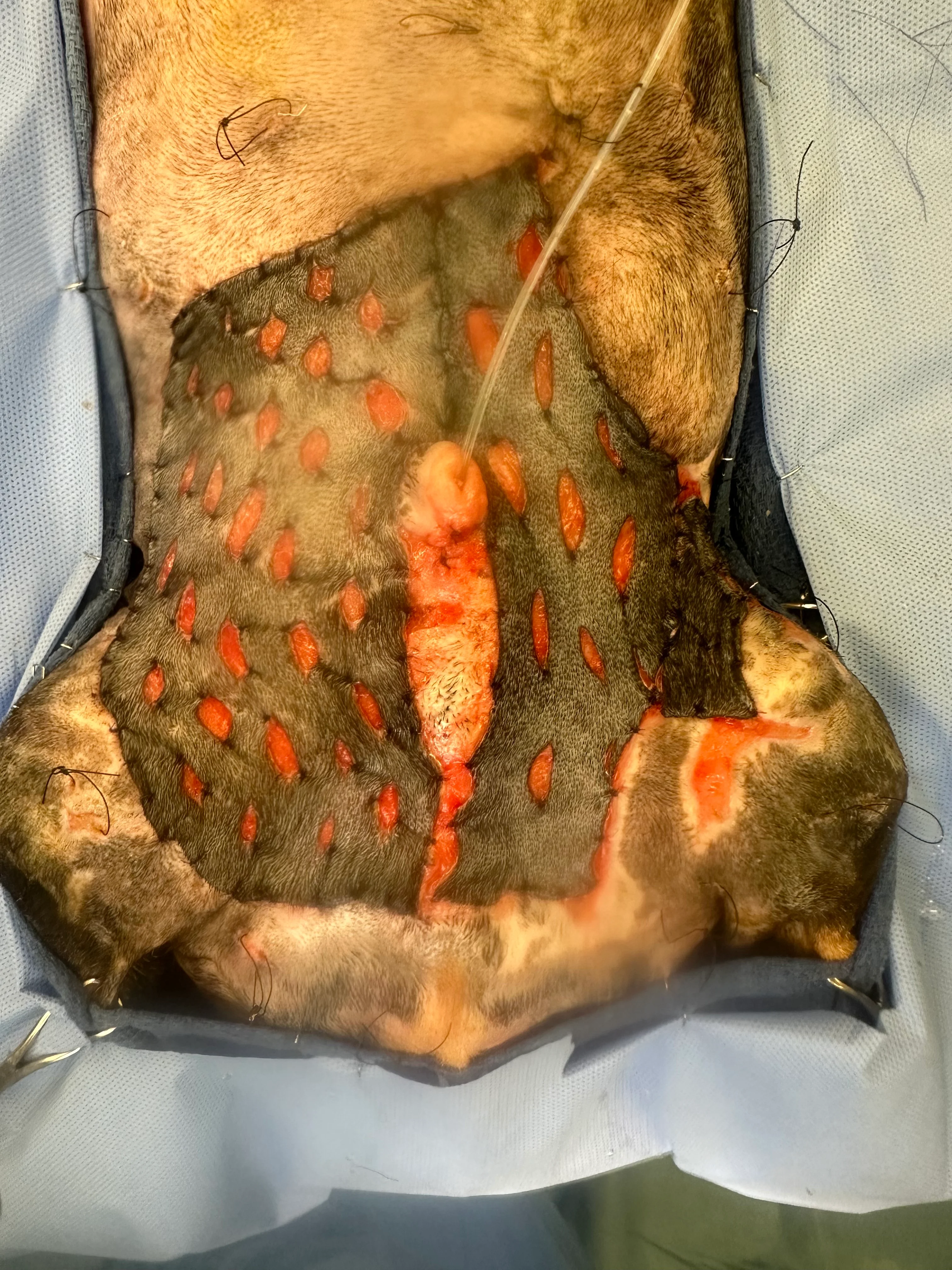 Skin grafts on the abdomen and leg of a dog.