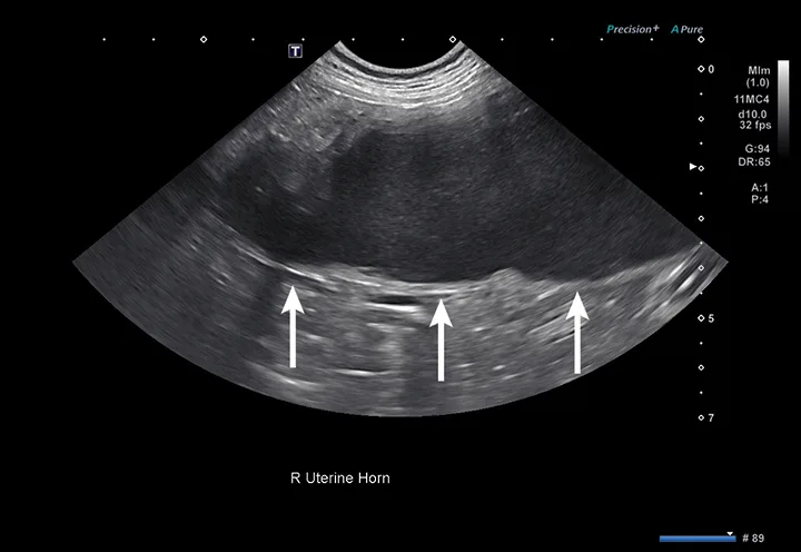 Ultrasound image of an enlarged uterine horn containing hypoechoic fluid in a dog and arrows pointing to the uterine wall.