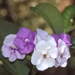 A cluster of purple and white flowers blooms on a green leafy plant, showcasing the delicate petals and vibrant colors against a blurred natural background. The flowers are arranged in a way that highlights their unique coloration and shape.