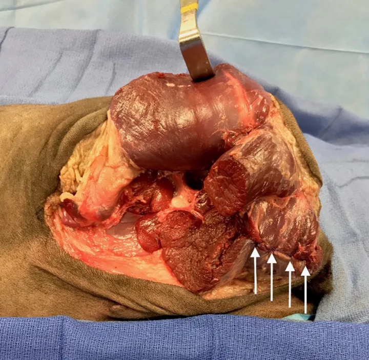 Pelvis of dog after limb removal with arrows showing where to suture transected muscle bellies.