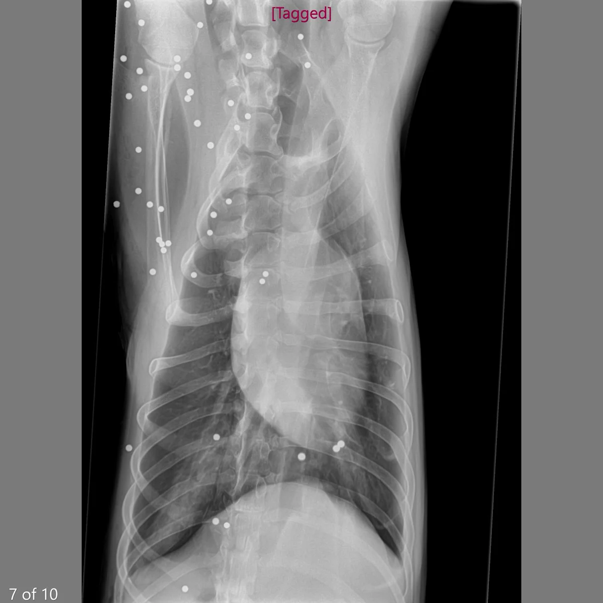 Radiographs of a dog with many BB shots.