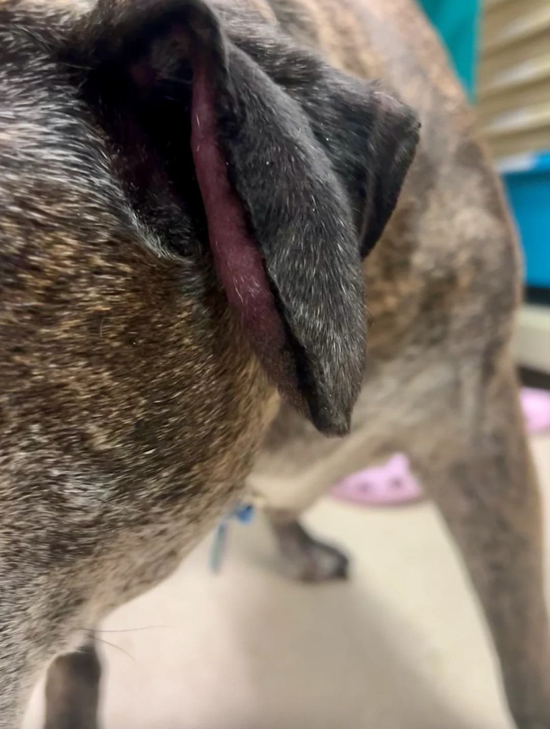 guide-to-treatment-approaches-for-canine-aural-hematoma