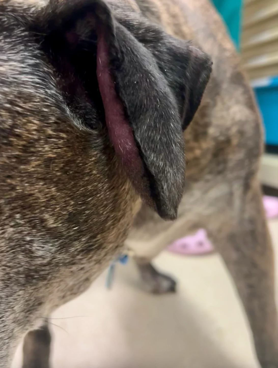 Dog inflicted with aural hematoma in its left pinna. 