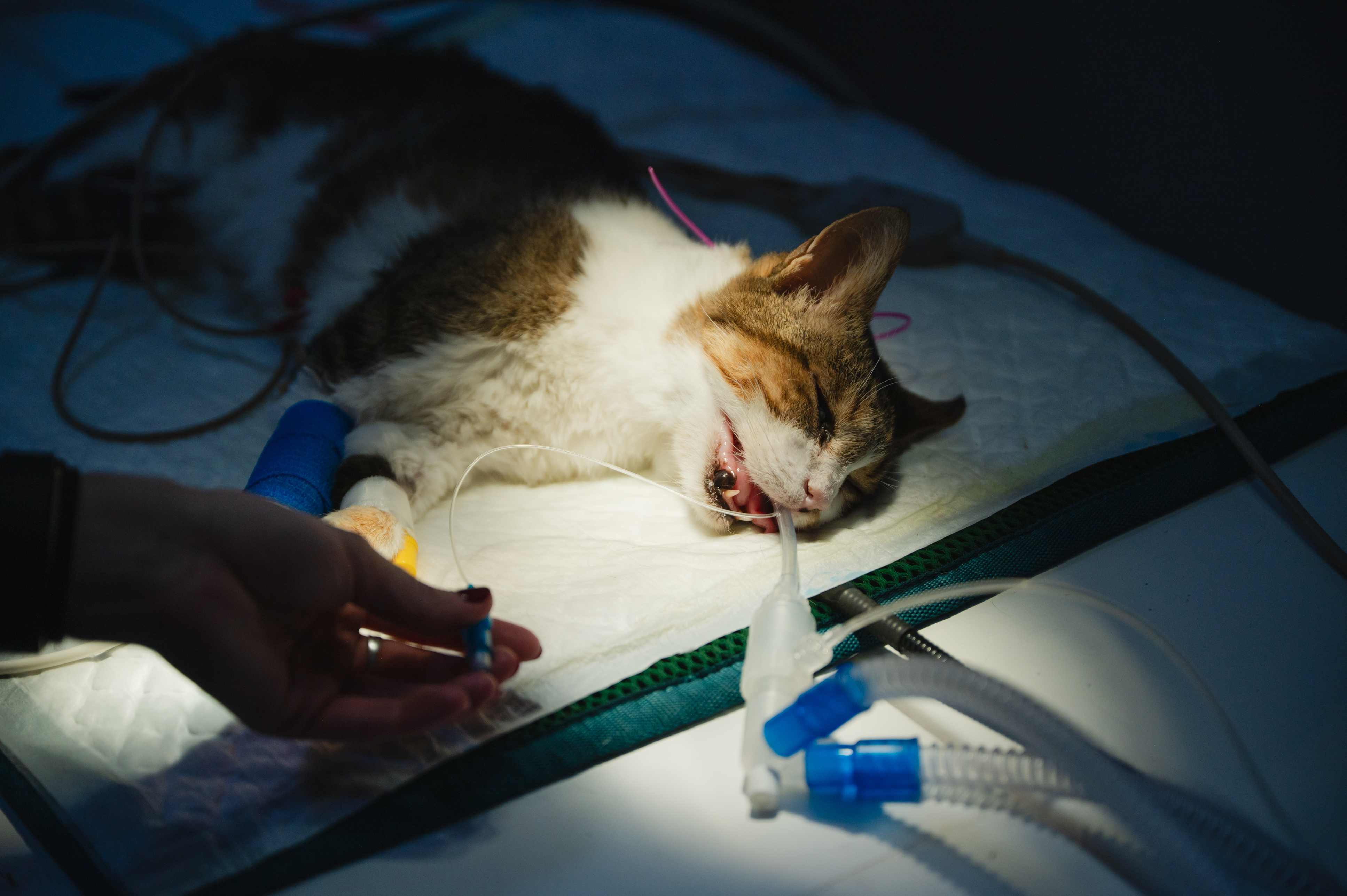 Your Go-To Resource for Veterinary Essentials & Insights