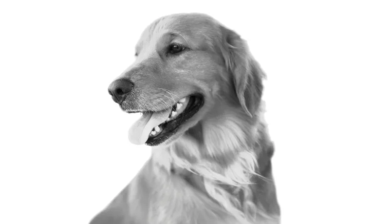 A golden retriever is shown in profile, displaying a relaxed expression with its tongue out. The background is plain white, emphasizing the dog's features and healthy coat.
