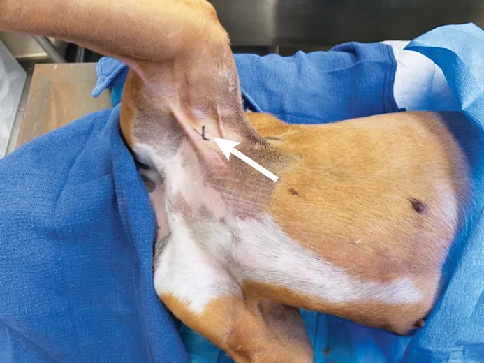 selected slide image