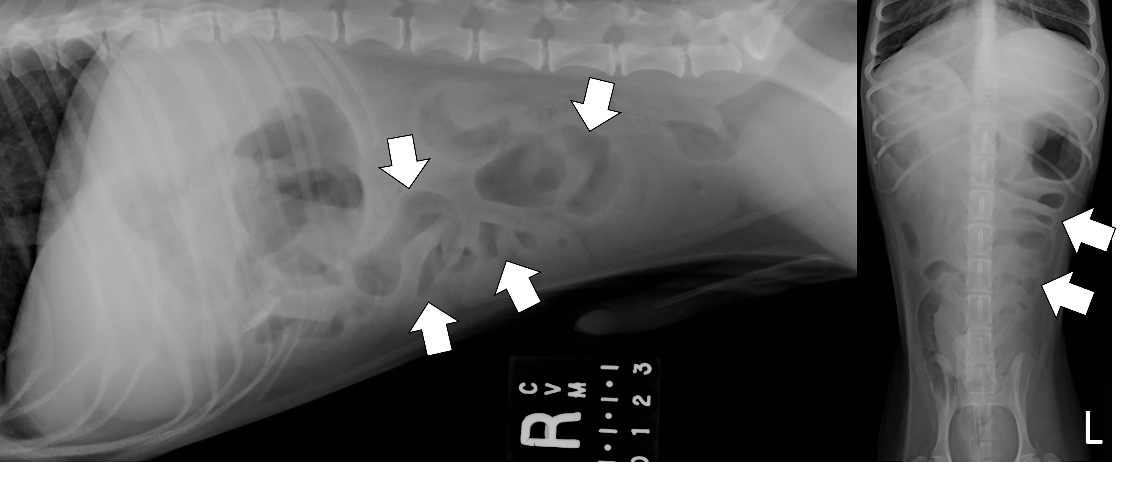 Right lateral and ventrodorsal abdominal radiographs of a dog with a linear foreign body in the small bowel.