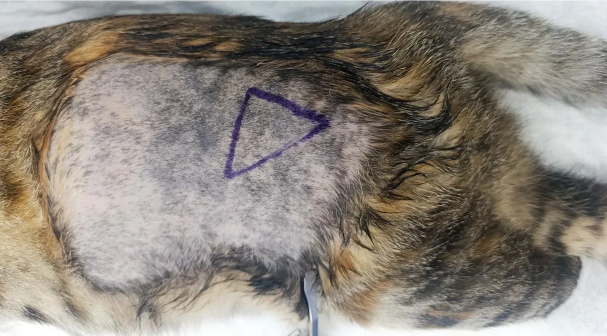 Cat in lateral recumbency with fur clipped and a triangle drawn on the skin.
