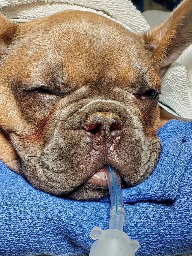 Head of an intubated anesthetized dog after ala vestibuloplasty.