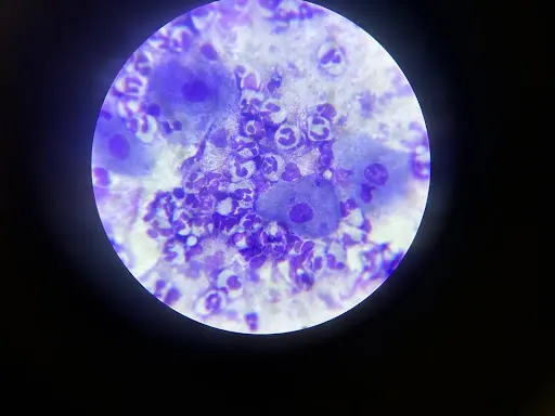 B: Preputial cytology slide showing numerous round nucleated cells and angled anuclear cells. C: Preputial cytology slide showing round nucleated cells and numerous clumped neutrophils.