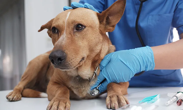 A veterinarian in blue gloves examines a brown dog resting on a table, using a stethoscope to check its heart rate. The setting appears to be a clinical environment with medical instruments visible nearby.