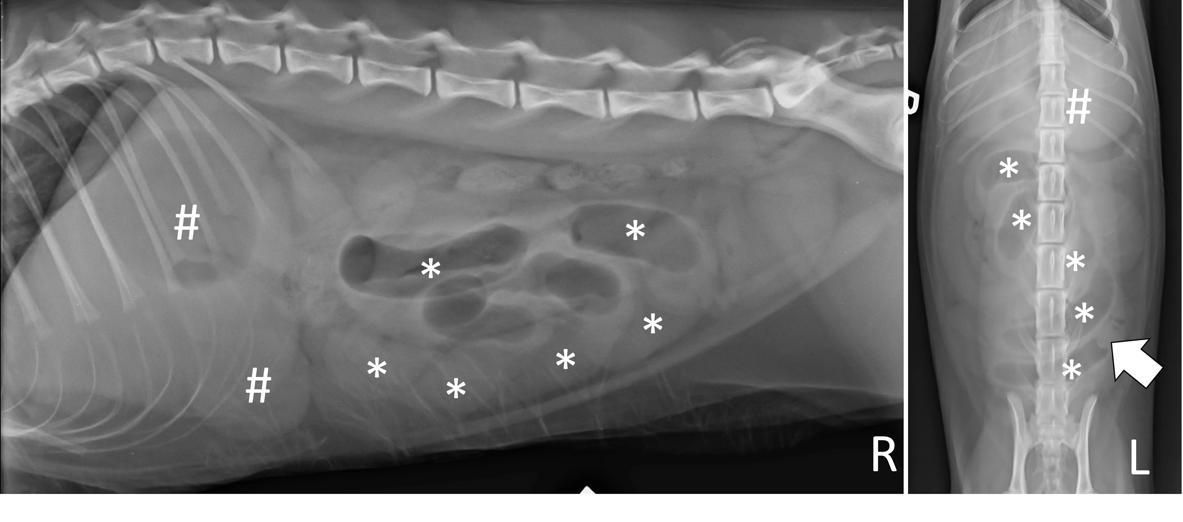 Right lateral and ventrodorsal abdominal radiographs of a cat highlighting characteristics seen with a jejunal foreign body.