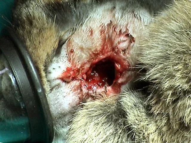How to Treat Periapical Mandibular Abscess in Rabbits