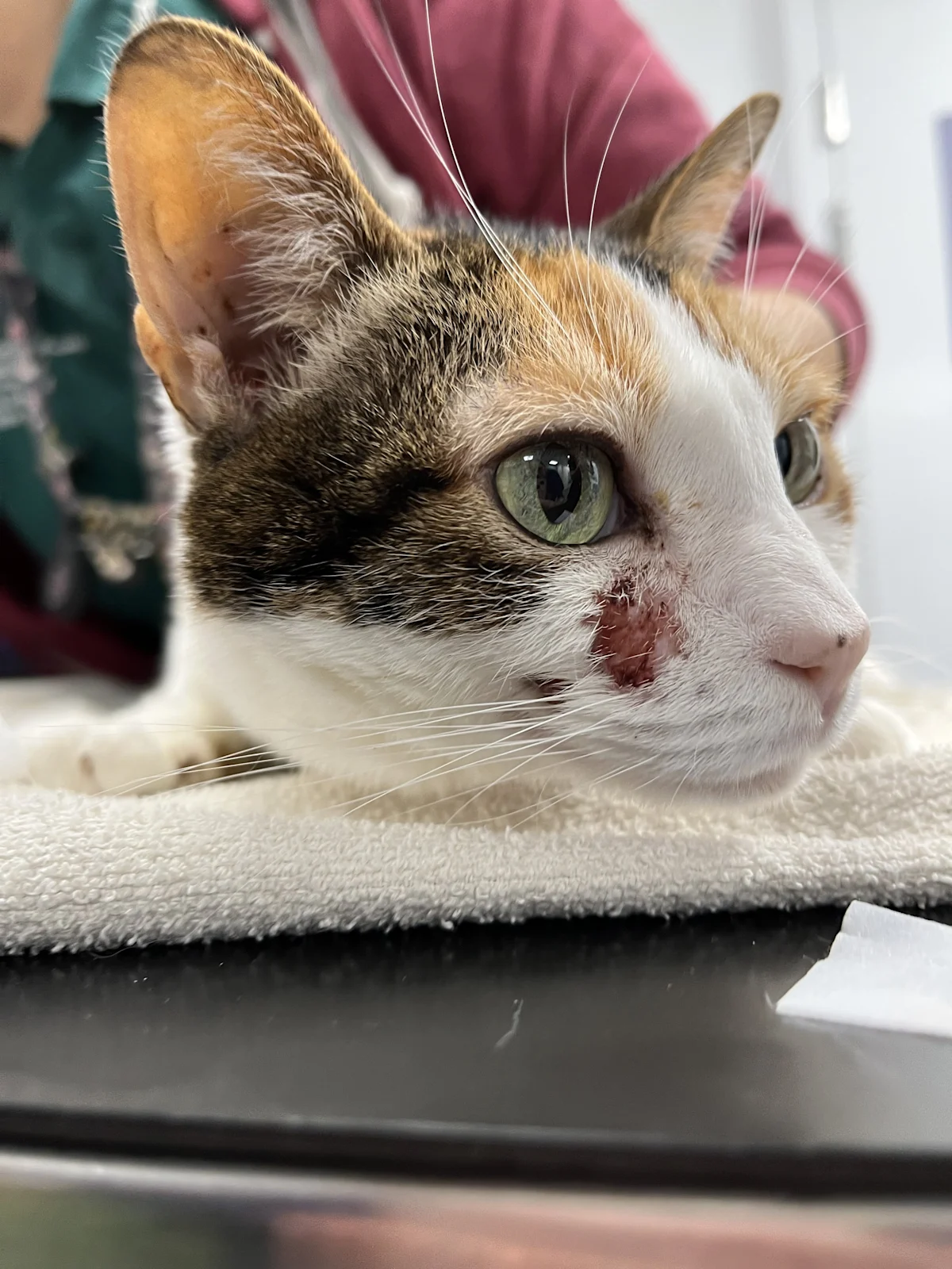 Side-view of a cat’s face showing patches of alopecia, ulceration, and crusting below the right eye.