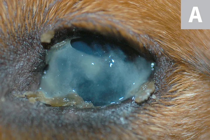 selected slide image