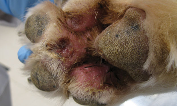 can a dog die from a staph infection