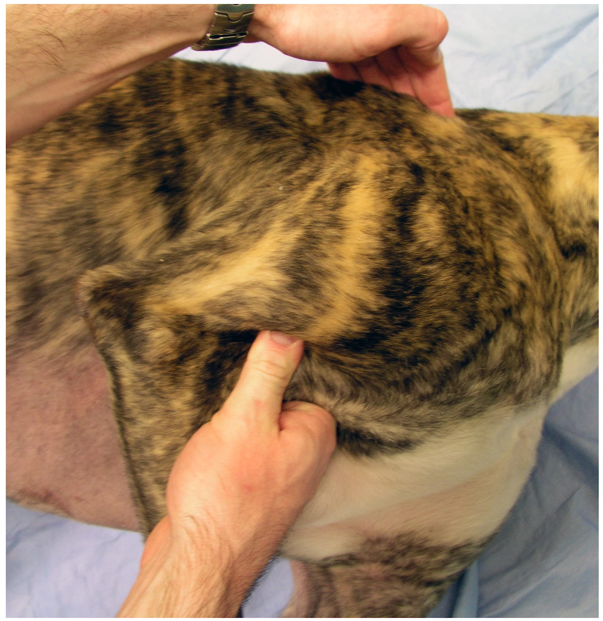 selected slide image