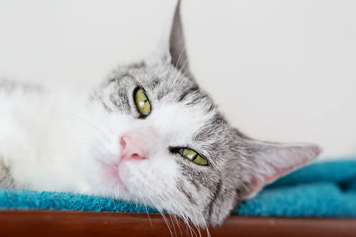 A cat resting on a blue blanket.