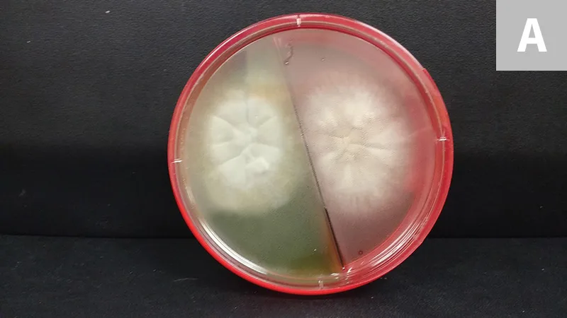 Two round white colonies growing on either side of a split agar plate.