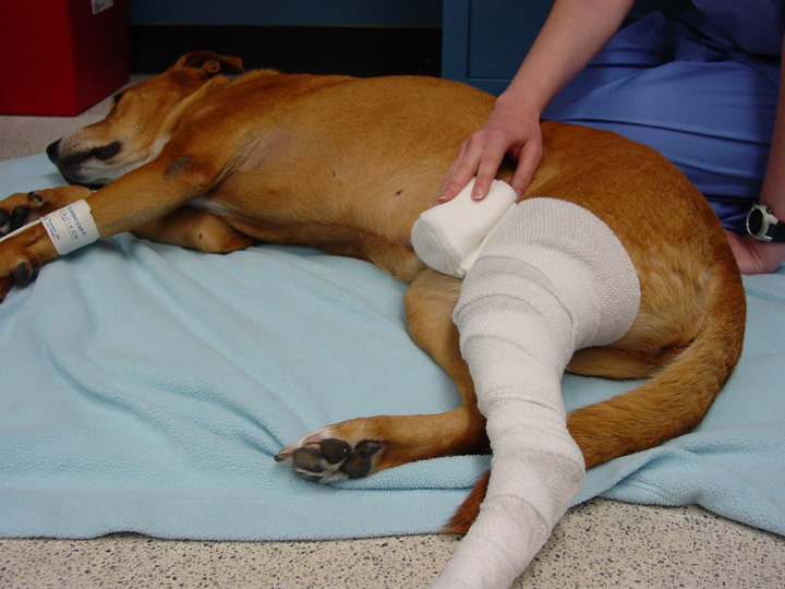 Pressure bandage for discount dogs